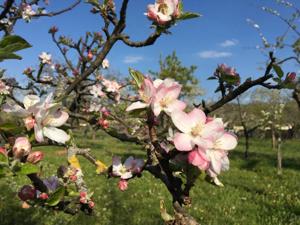 Fleurs Pommier (2) -comp